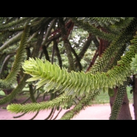 Araucaria Araucana (fam Coniferes) (Amerique du sud) (04)